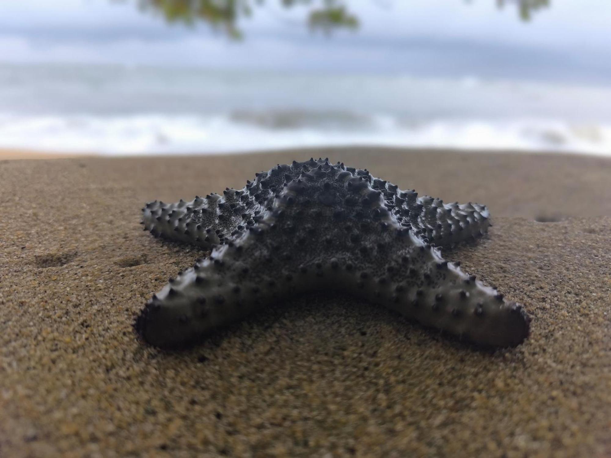 La Villa Lou, Musee Des Arts Grand Batangua Kribi Exteriér fotografie